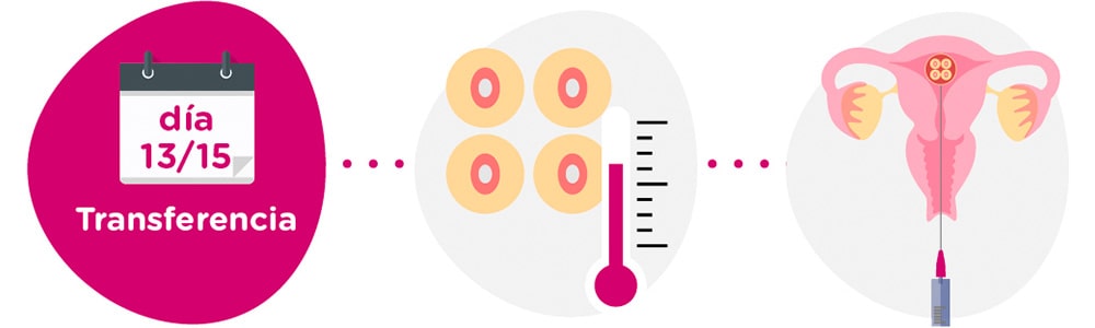 Descongelación y transferencia de embriones