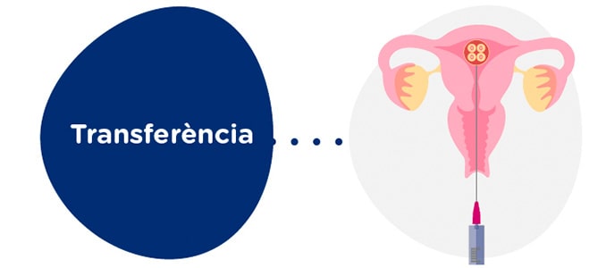 Transferència embrionària a la receptora