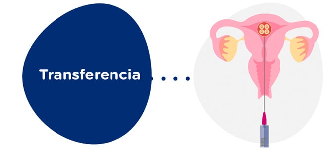 Transferencia embrionaria a la receptora
