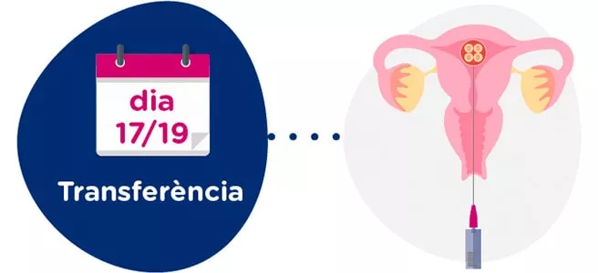 Transferència d’embrions