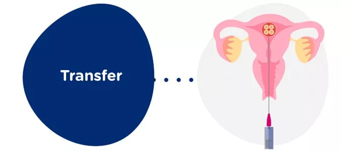 Embryotransfer der Empfängerin