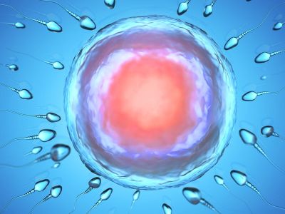 De quoi l’implantation de l’embryon dépend-elle?