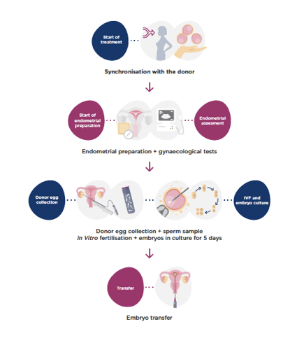 How long does the egg donation treatment take? How long does the egg donation treatment take?