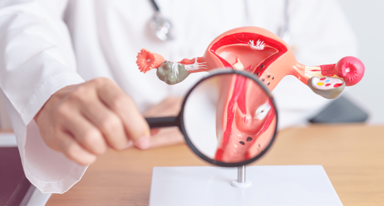 Dreischichtiges Endometrium Was bedeutet das  Barcelona IVF 