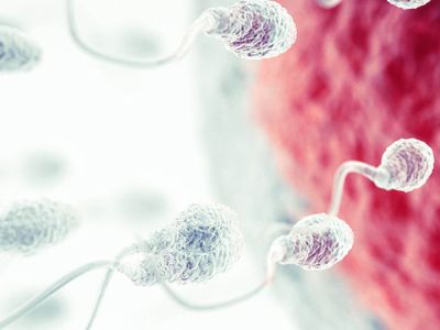 Inseminació artificial Barcelona