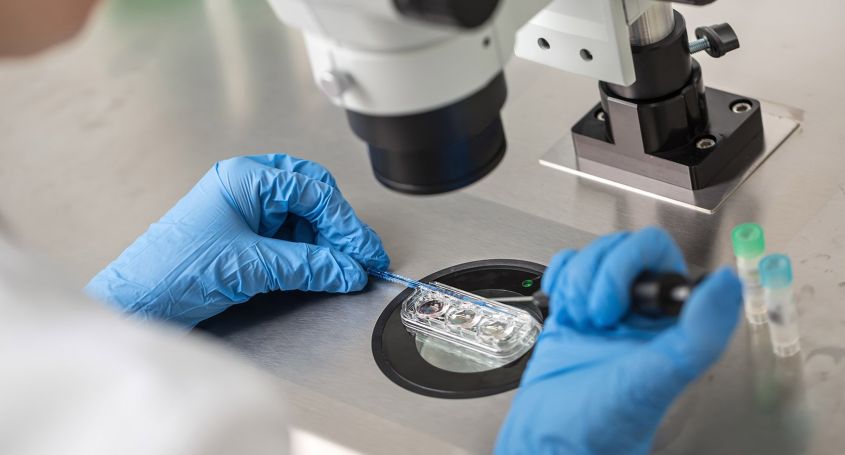 Différences entre la fécondation in vitro et l'insémination artificielle