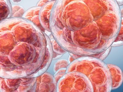 How long does it take for the fertilised egg to implant?