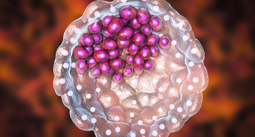 Blastocistos, ¿qué son y cómo se clasifican?