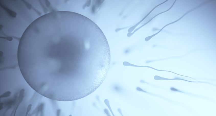 Sind natürliche Fertilität und FIV vereinbar?
