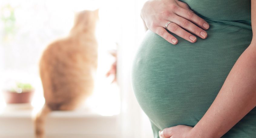 Toxoplasmose. Qu’est-ce et comment l’éviter ?