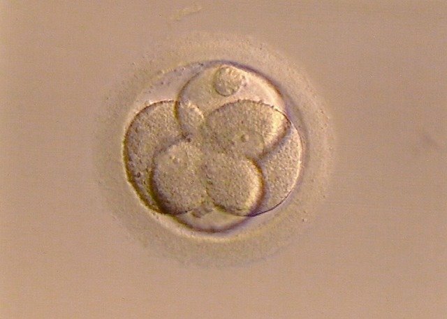 fertilized-egg-267976_640