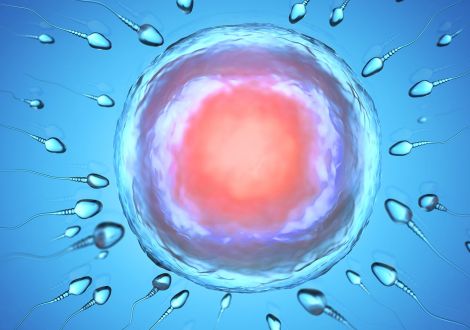What does embryo implantation depend on? 