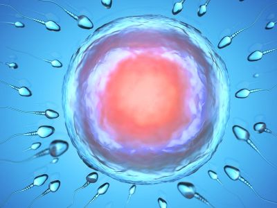 What does embryo implantation depend on? 