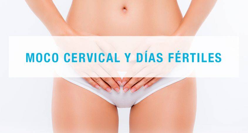 Moco cervical y días fértiles | Barcelona IVF