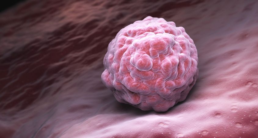 Quand se produit la fécondation après l’ovulation ?