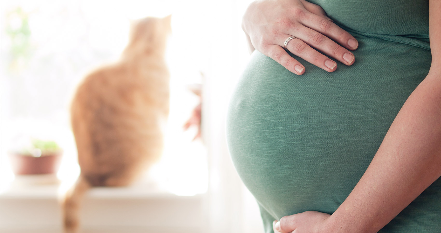 Toxoplasmose: Was ist das und wie kann Ich es vermeiden ? | Barcelona IVF