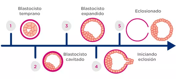 Clasificación de Blastocisto Clasificación de Blastocisto