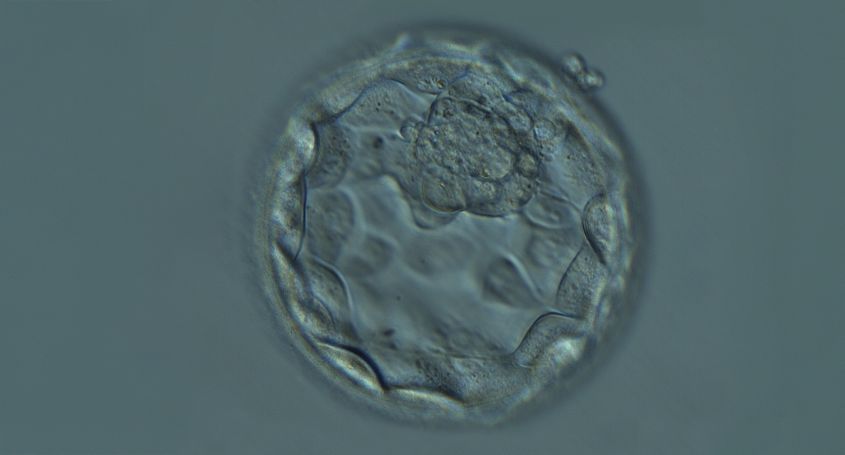 Why does implantation of a euploid blastocyst fail?