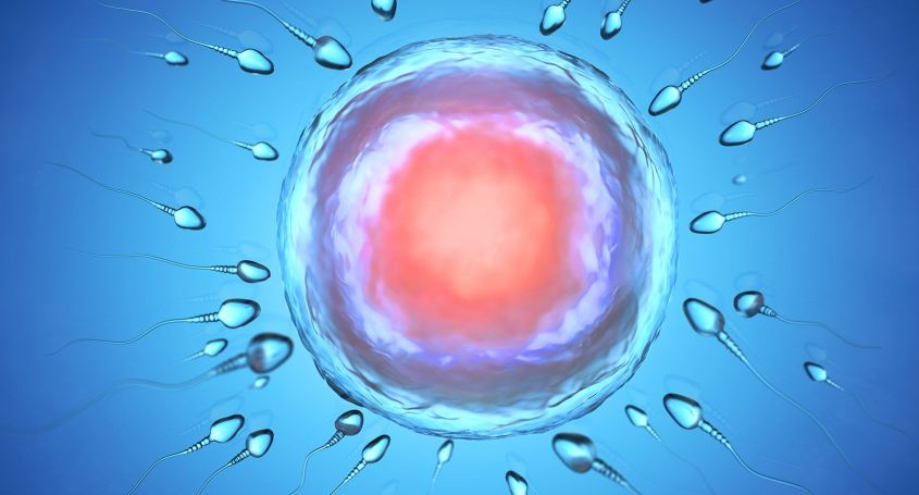 Wovon hängt die Einnistung des Embryos ab? 