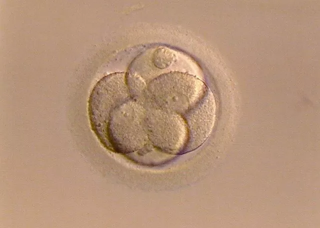 1404 fertilized-egg-267976_640