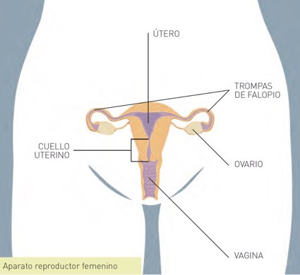 Aparato reproductor femenino